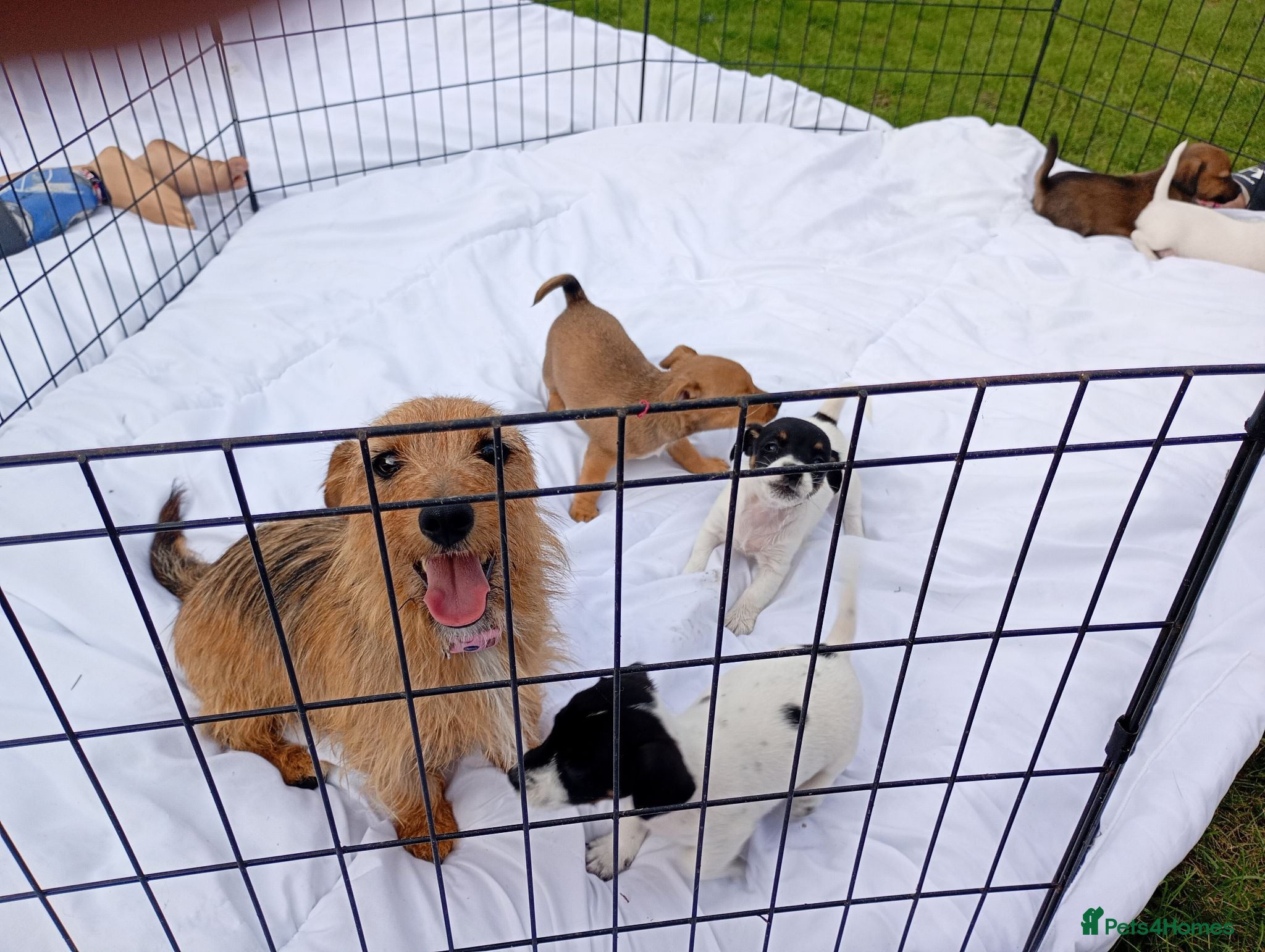 Jack Russell dogs Jack Russel puppies  - Advert 1