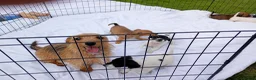 Jack Russell dogs for sale: Jack Russel puppies  - Advert 1