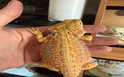 Bearded Dragon reptiles for sale: 🔥SALE🔥LAST 4 Baby Bearded Dragons ### £140 ##  - Image 2