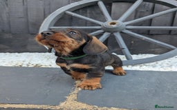 Dachshund dogs for sale: KC Register Standard Wirehaired Dachshund Puppies in Lincoln - Image 14