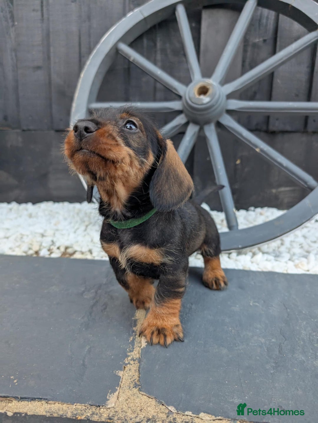 Dachshund dogs for sale: KC Register Standard Wirehaired Dachshund Puppies in Lincoln - Image 14