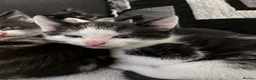 Mixed Breed cats for sale:  Adorable Kittens Looking for Their Forever Homes - Advert 23