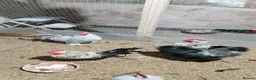 Chickens poultry for sale: 🐔 Organic Fertile Eggs & Pure Breed Chickens - Advert 4