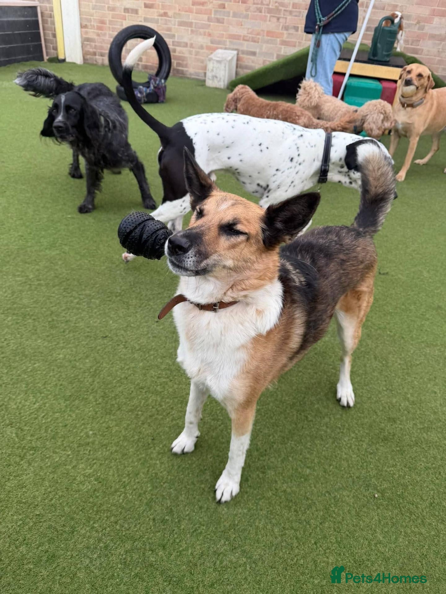Mixed Breed dogs 💙🐶 TITO – A LOYAL HEART, A WONDERFUL SOUL🐶💙 - Advert 2