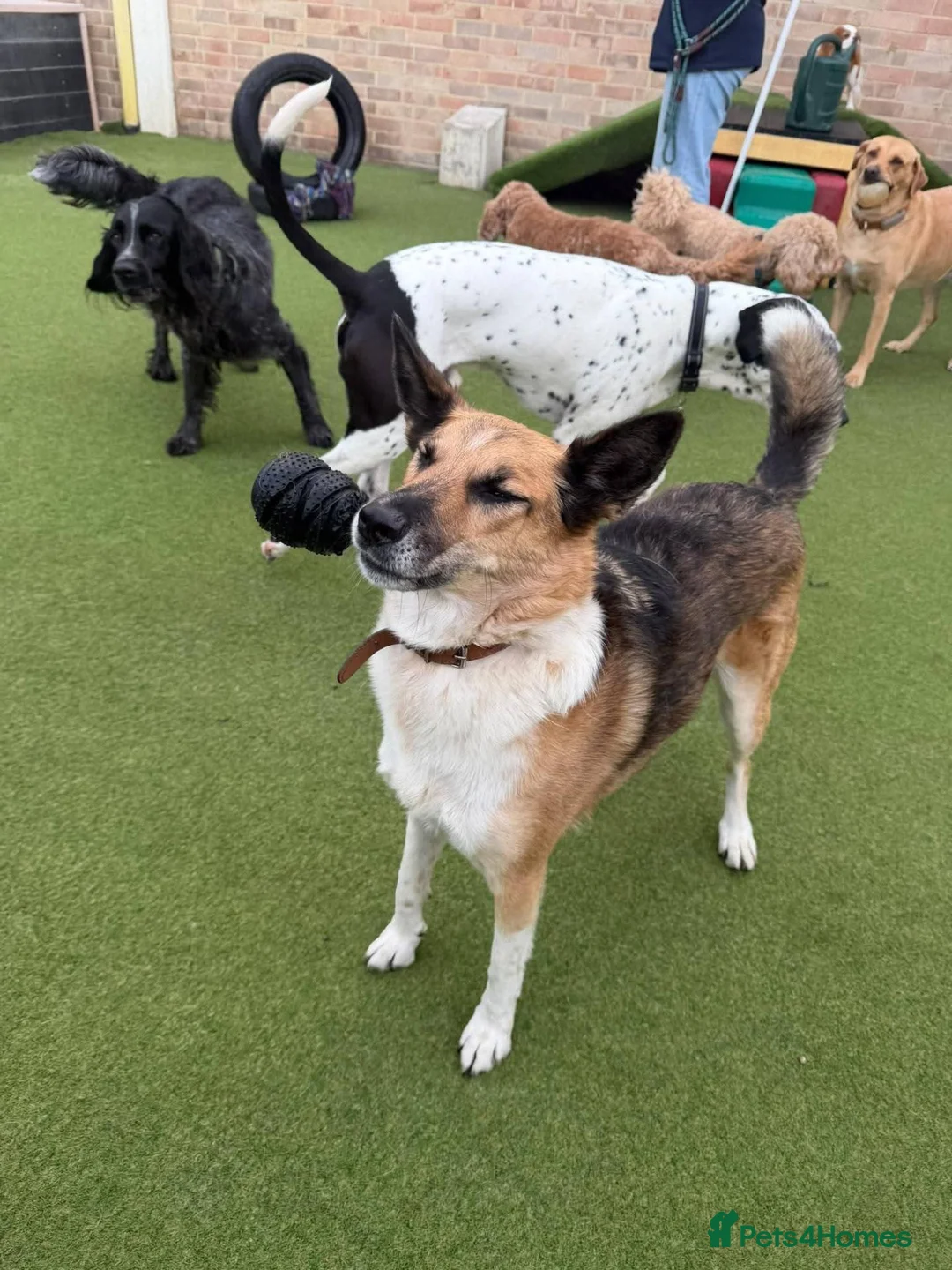 Mixed Breed dogs for adoption: 💙🐶 TITO – A LOYAL HEART, A WONDERFUL SOUL🐶💙 in Reading - Advert 2