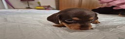 Dachshund dogs for sale: Smooth Haired Dachshund puppies - Advert 7