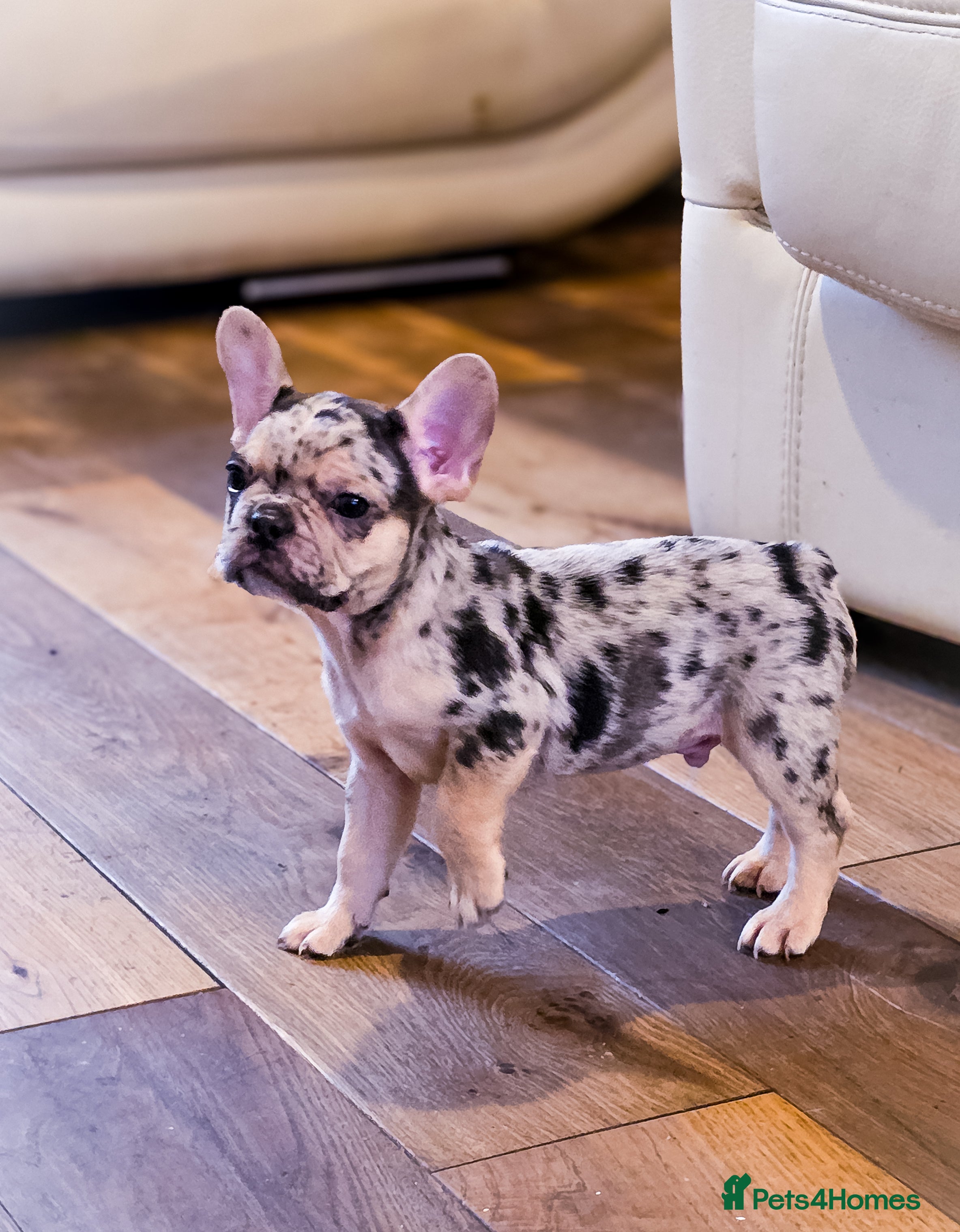 French Bulldog dogs  🐾 Exceptional French Bulldog Puppies 🐾 - Advert 6