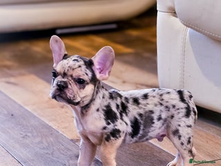 French Bulldog dogs 🐾 Exceptional French Bulldog Puppies 🐾 - Advert 6