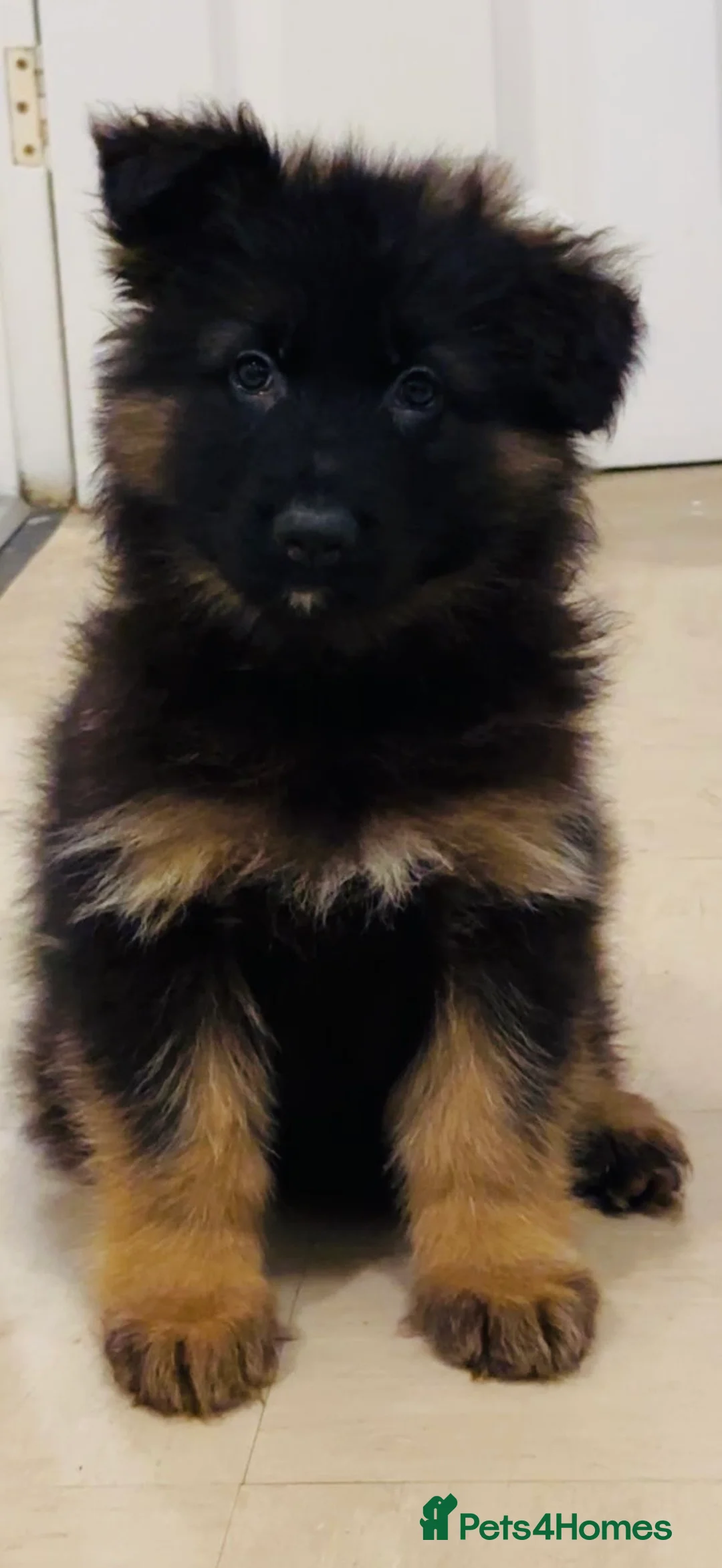 German Shepherd dogs for sale: Kc Registered Long Haired German Shepherd Puppies - Advert 31