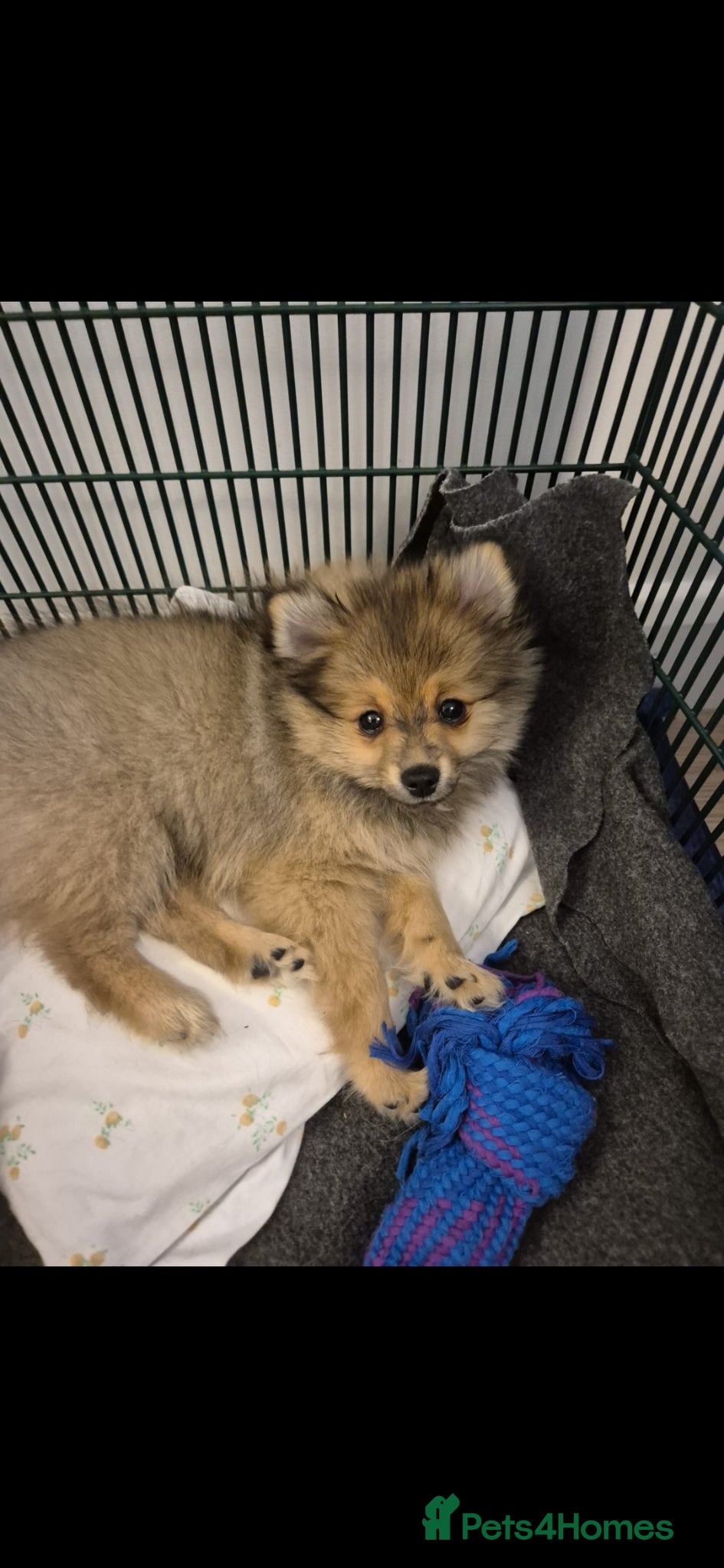 Pomeranian dogs  The Last Boy  Beautiful Pomeranian Ready Now - Advert 9