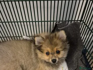 Pomeranian dogs The Last Boy Beautiful Pomeranian Ready Now - Advert 11