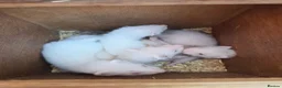 Ferret rodents for sale: 3/4 micro ferret kits  - Advert 2