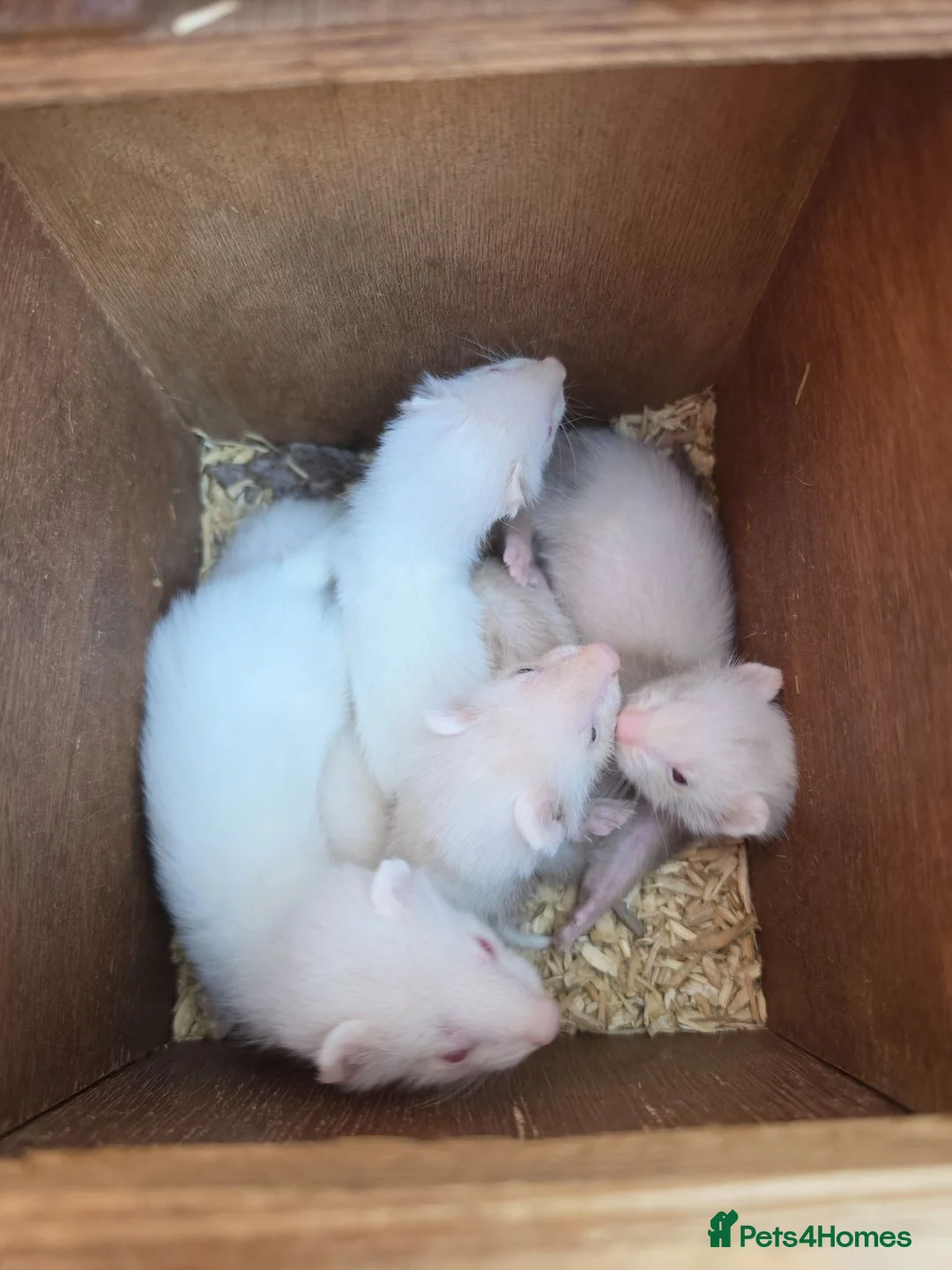 Ferret rodents for sale: 3/4 micro ferret kits  - Advert 2