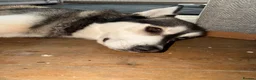 Siberian Husky dogs for sale: 6 year old husky for sale  in Erith - Advert 2