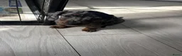 Miniature Dachshund dogs for sale: Miniature Dachshund  - Advert 9