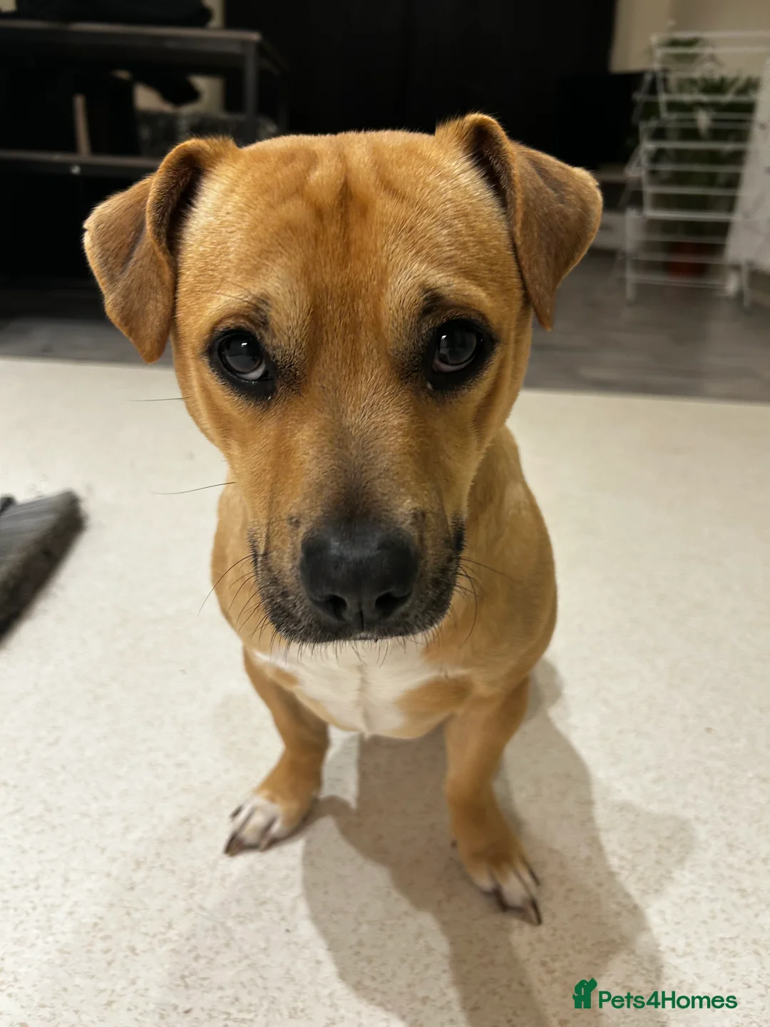 Mixed Breed dogs for sale: Staffy x jack russel  in Bristol - Advert 2