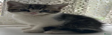Kitten 2