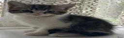 Mixed Breed cats for sale: Adorable Tabbies and Tuxedo in Leicester - Advert 3