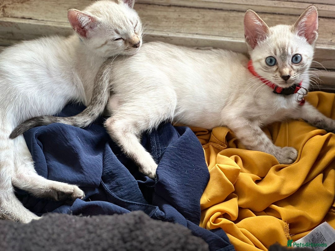 Bengal cats for sale: Blue Eyes Snow Lynx Bengal Kittens - Image 20