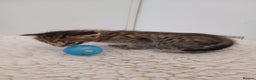 Savannah cats for sale: Savannah x Maine Coon kittens - Advert 9