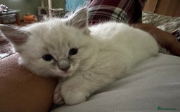 Ragdoll cats for sale: Adorable ragdoll kittens - Image 3