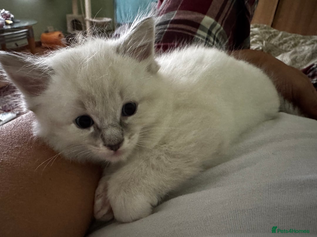 Ragdoll cats for sale: Adorable ragdoll kittens - Image 3