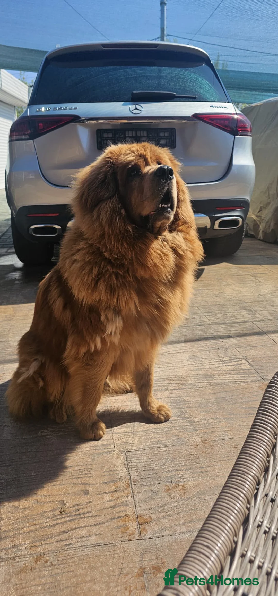 Tibetan Mastiff dogs for sale: World-Class Lion Head Tibetan Mastiff Puppies in Lanark - Advert 1