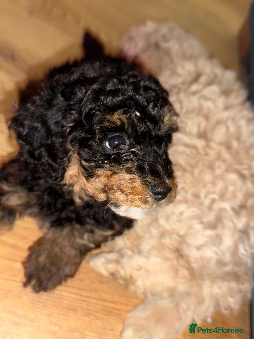 Cavapoo dogs for sale: Miniature cavapoos  - Image 26