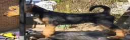 Airedale Terrier dogs for sale: Airedale puppies from health tested parents  - Advert 5