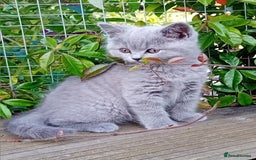 British Shorthair cats for sale: Beautiful British short-hair kittens  - Image 5