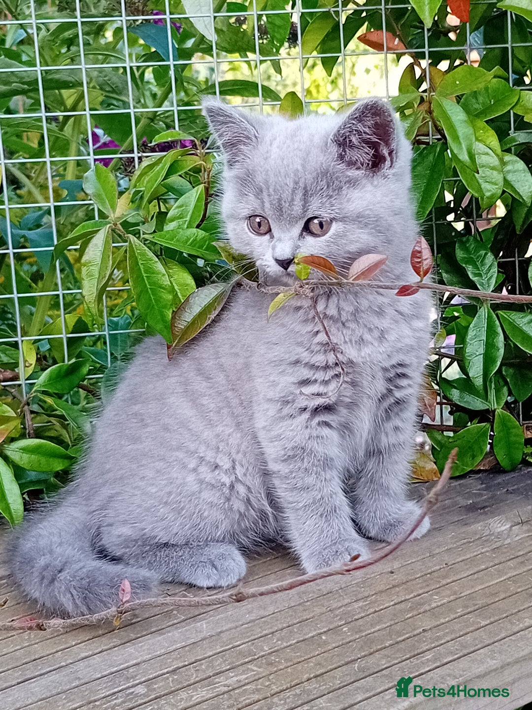 British Shorthair cats for sale: Beautiful British short-hair kittens  - Image 5