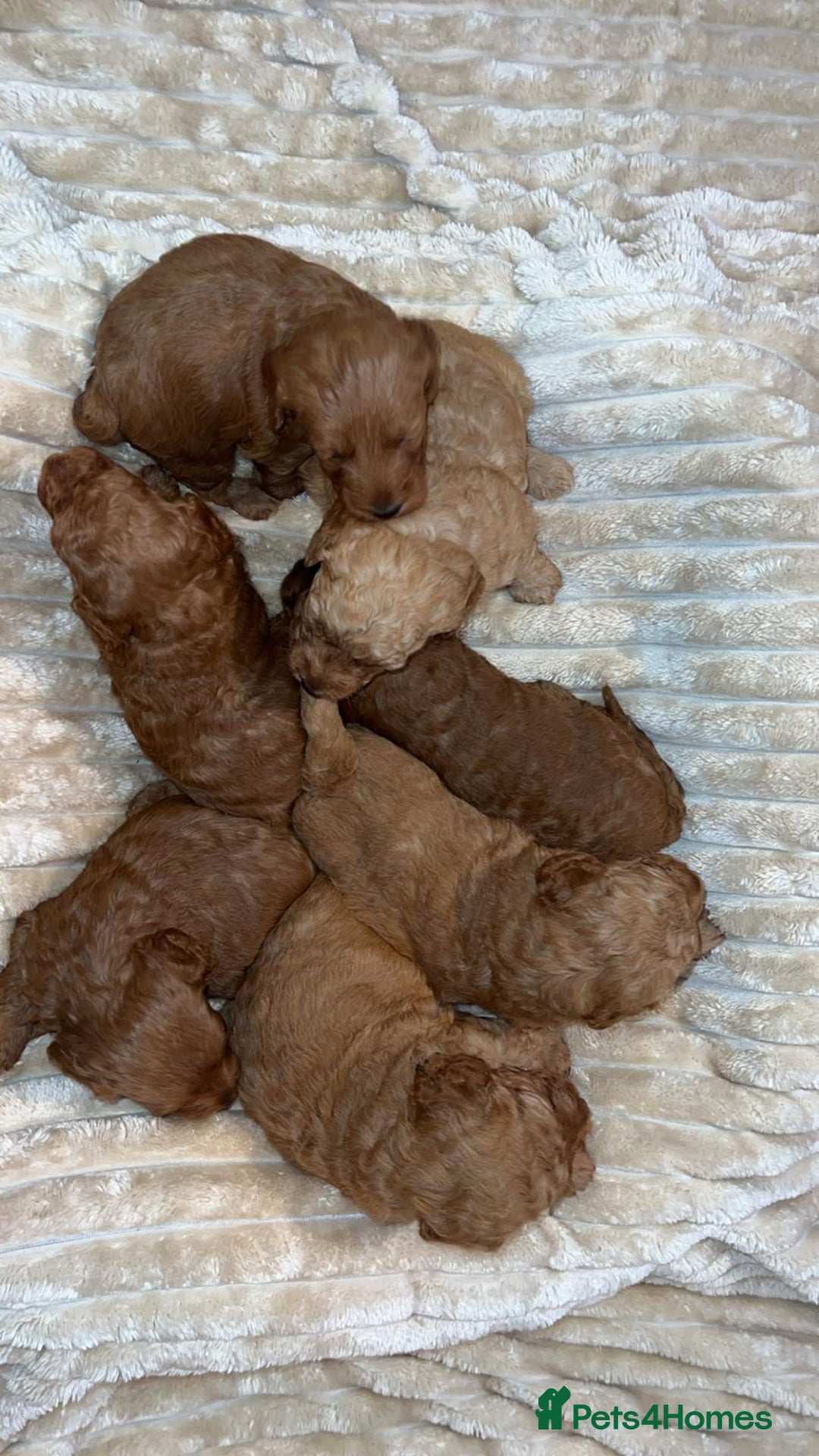 Cockapoo dogs for sale: Cockapoo puppy’s  - Image 5