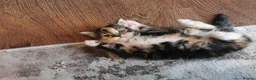 Mixed Breed cats for sale: Absolutely stunning kittens looking for a new home - Advert 2