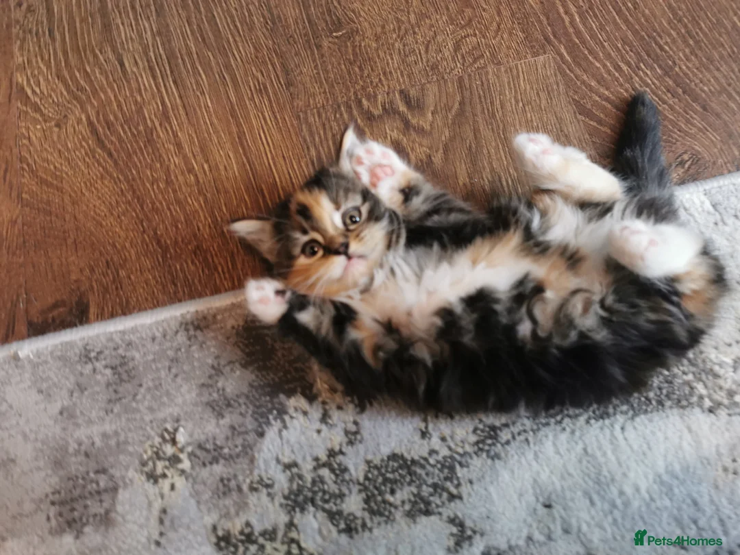 Mixed Breed cats for sale: Absolutely stunning kittens looking for a new home - Advert 2