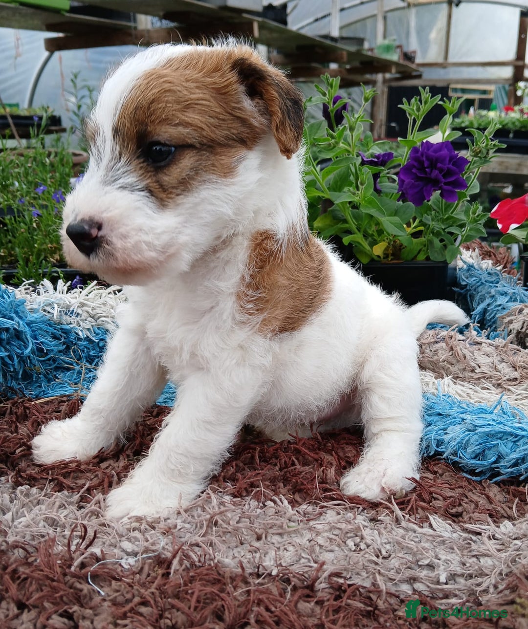 terrier dog wire haired terrier maltese mix