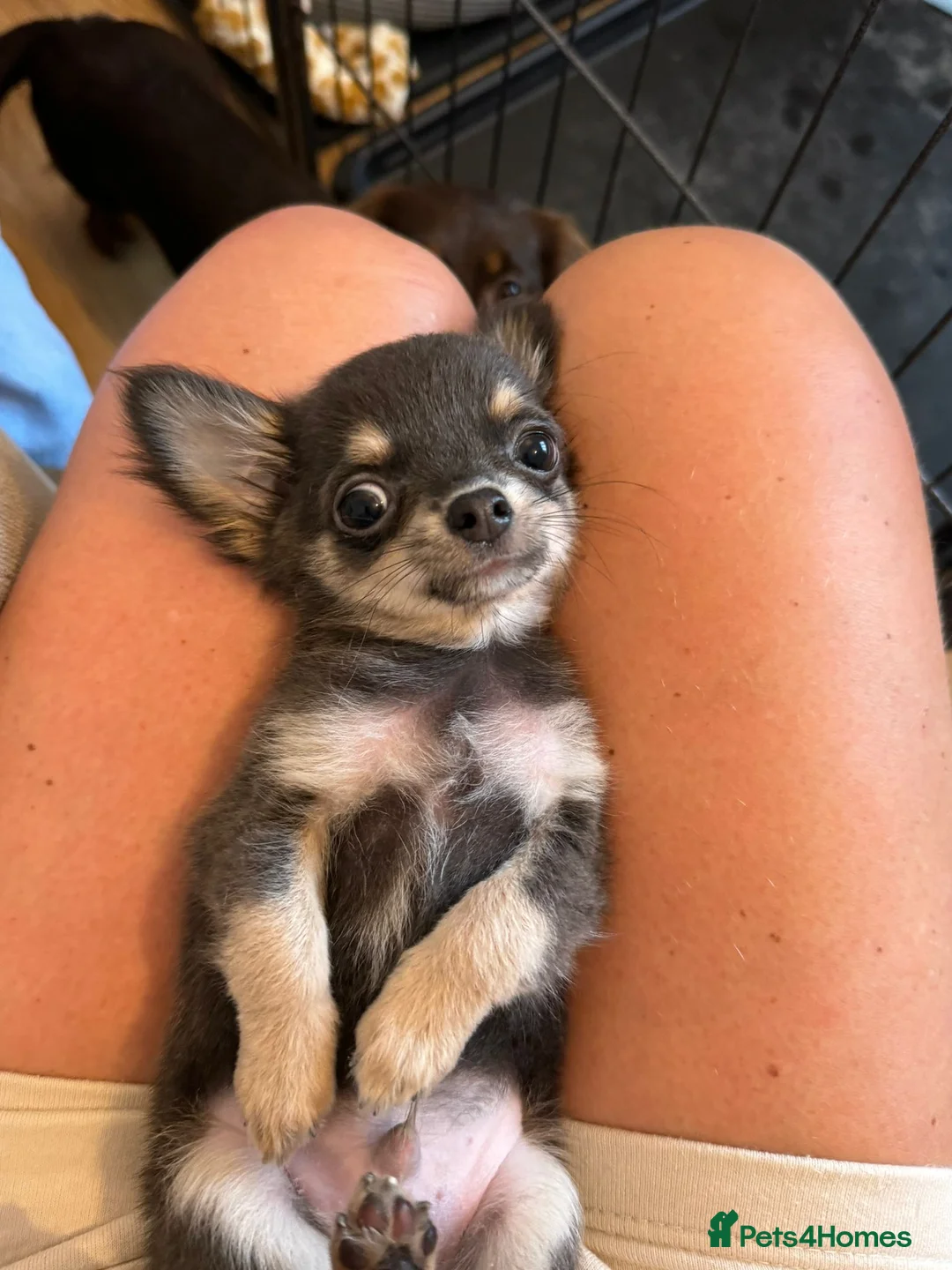 Chihuahua dogs for stud: STUD: Gorgeous White Long Coat Chihuahua  in Aldershot - Advert 29