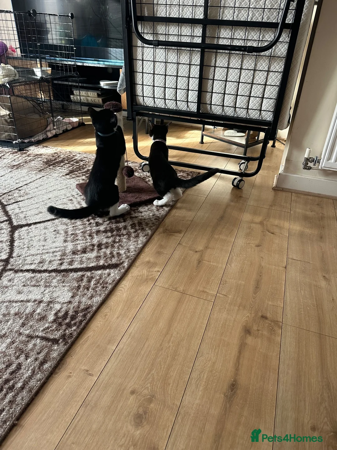 Domestic Shorthair cats for sale: Twin kittens in Sittingbourne - Advert 5