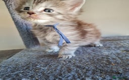 Maine Coon cats for sale: 5 stunning Mainecoon kittens  - Image 5