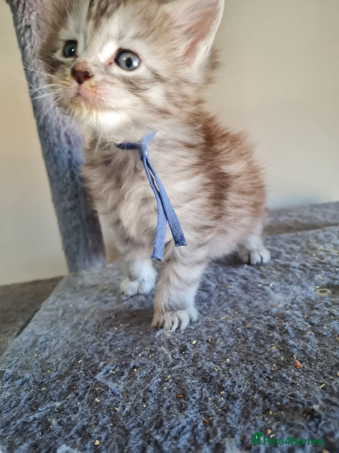 Maine Coon cats for sale: 5 stunning Mainecoon kittens  - Image 5