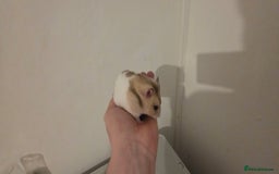 Hamster rodents for sale: Female Hamster  - Image 2