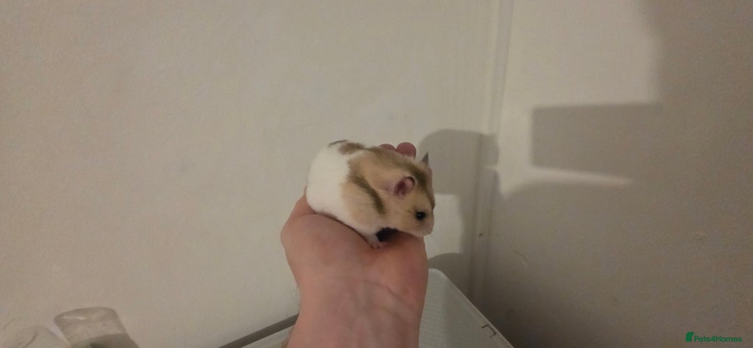 Hamster rodents for sale: Female Hamster  - Image 2