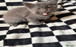 Persian cats for sale: Persian x ragdoll kittens all boys  - Image 7