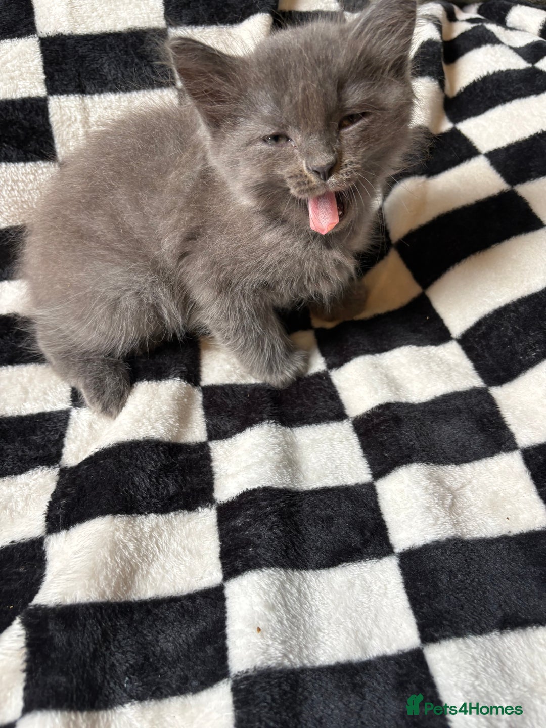 Persian cats for sale: Persian x ragdoll kittens all boys  - Image 7