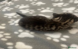 Domestic Shorthair cats for sale: Kittens  - Image 2