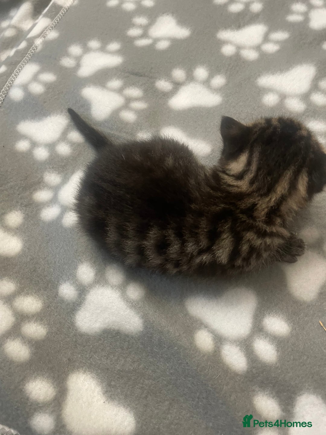 Domestic Shorthair cats for sale: Kittens  - Image 2