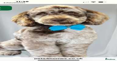 Cockapoo dogs - Advert 2