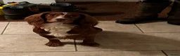 Sprocker dogs for sale: F1 Sprocker Puppies - Working or Active Pet Homes - Advert 6
