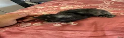 Maine Coon cats for sale: 3 gorgeous Maine coon kittens for sale - Advert 11