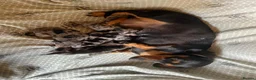 Miniature Dachshund dogs for sale: Adorable Puppies in Birmingham - Advert 2