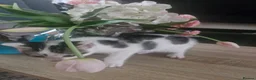 Mixed Breed cats for sale: Kittens for sale - Advert 9